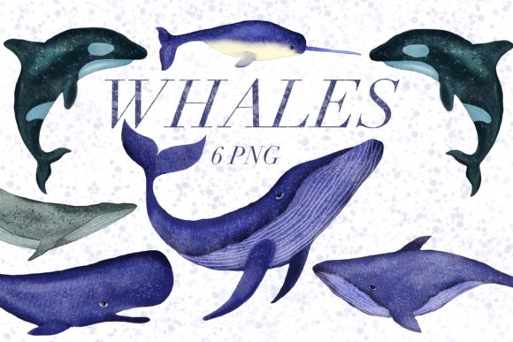 Download Watercolor Whale, Narwhal&nbsp; - Premium Resources